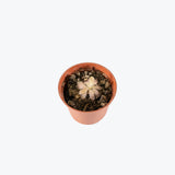Pinguicula Gypsicola x Sethos — 2.25" Pot