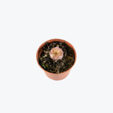 Pinguicula Hanka — 2.25" Pot