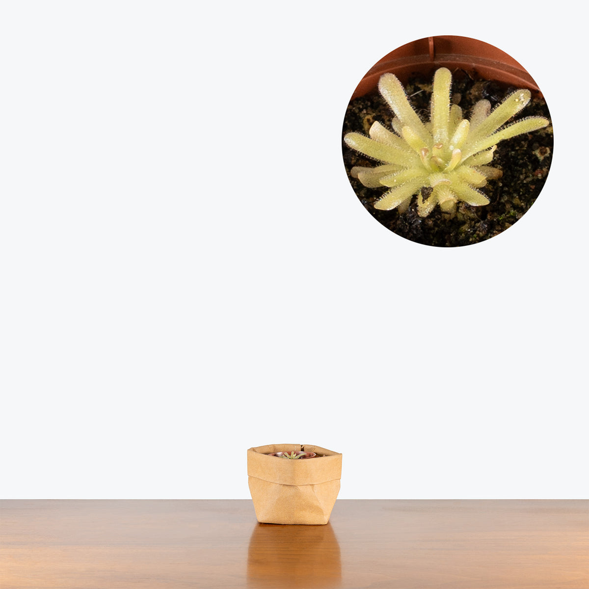 Pinguicula Hemiepiphytica x Gypsicola | Butterwort | Care Guide and Pro Tips - Delivery from Toronto across Canada - JOMO Studio