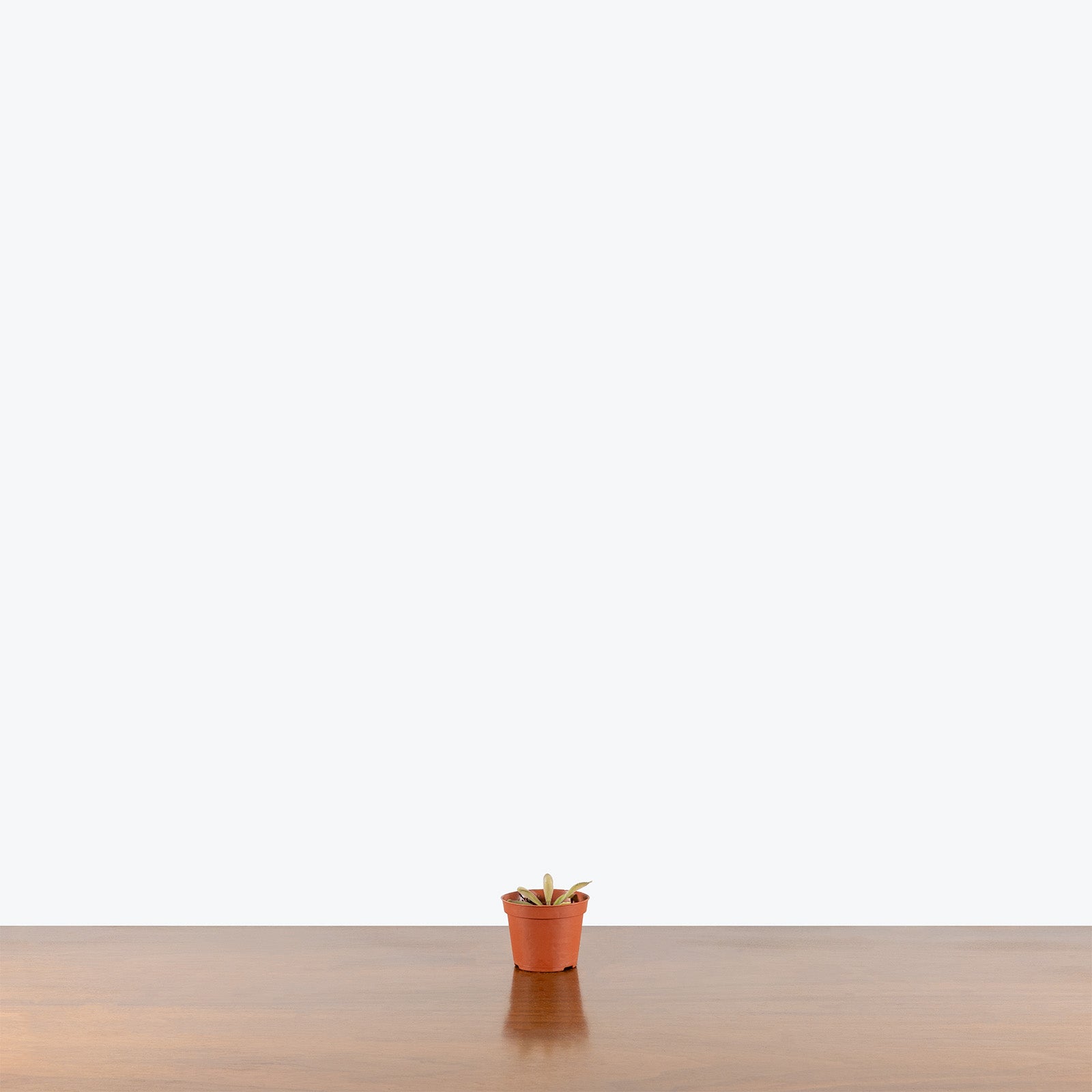 Pinguicula Hemiepiphytica x Moctezumae | Butterwort | Care Guide and Pro Tips - Delivery from Toronto across Canada - JOMO Studio