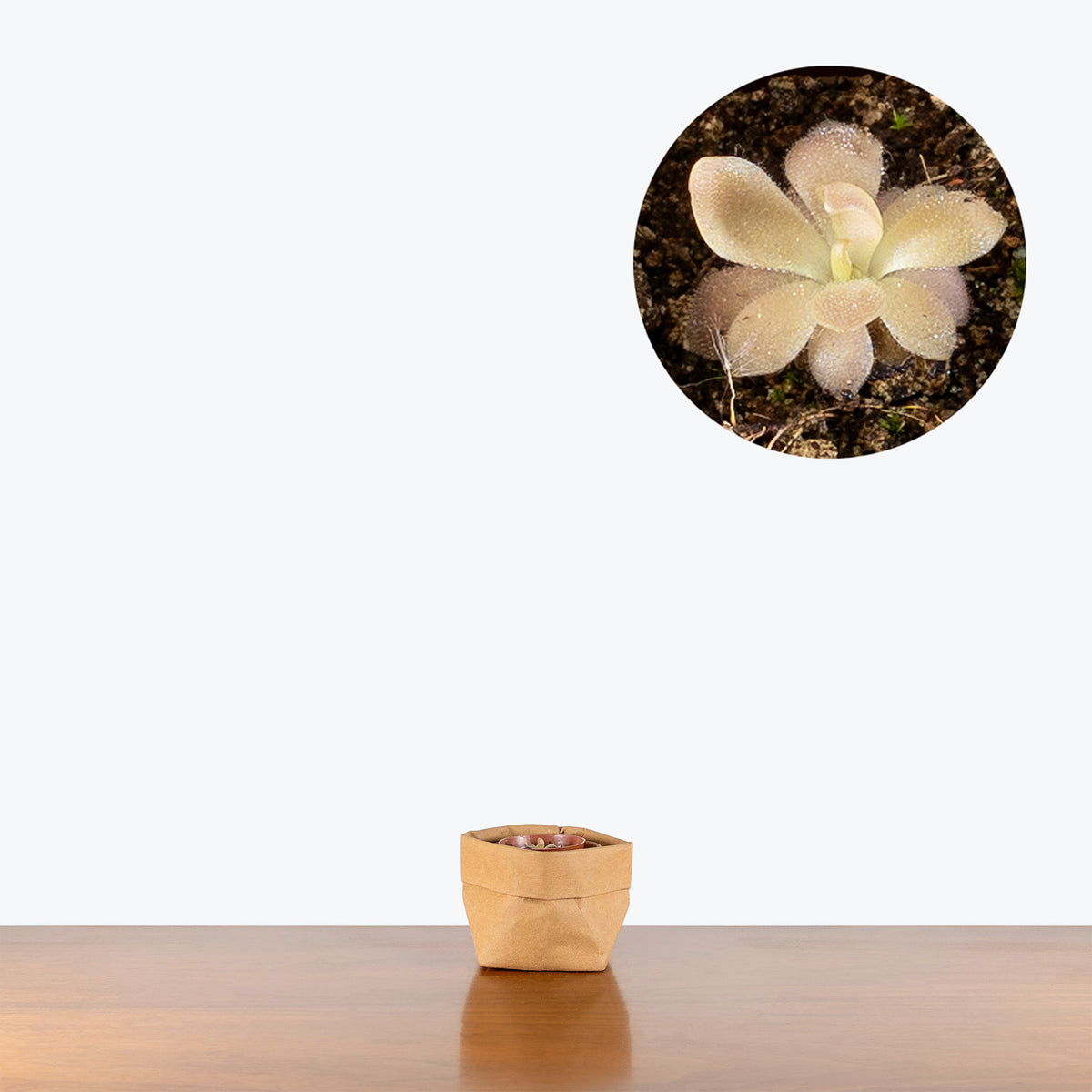 Pinguicula Heterophylla x Sethos | Butterwort | Care Guide and Pro Tips - Delivery from Toronto across Canada - JOMO Studio
