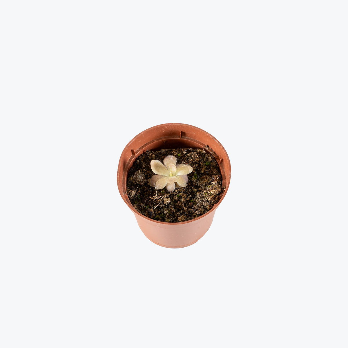 Pinguicula Heterophylla x Sethos | Butterwort | Care Guide and Pro Tips - Delivery from Toronto across Canada - JOMO Studio