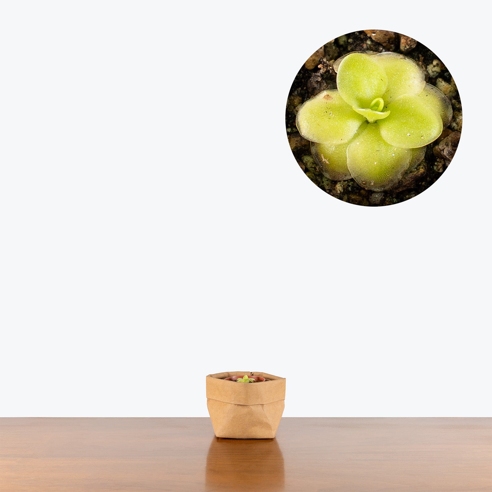 Pinguicula Huahuapan | Exotic Carnivorous Butterwort Plants for Delivery | Care Guide and Pro Tips