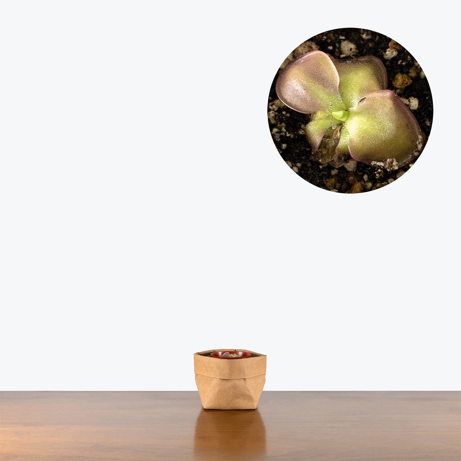 Pinguicula Ibarrae | Butterwort | Care Guide and Pro Tips - Delivery from Toronto across Canada - JOMO Studio