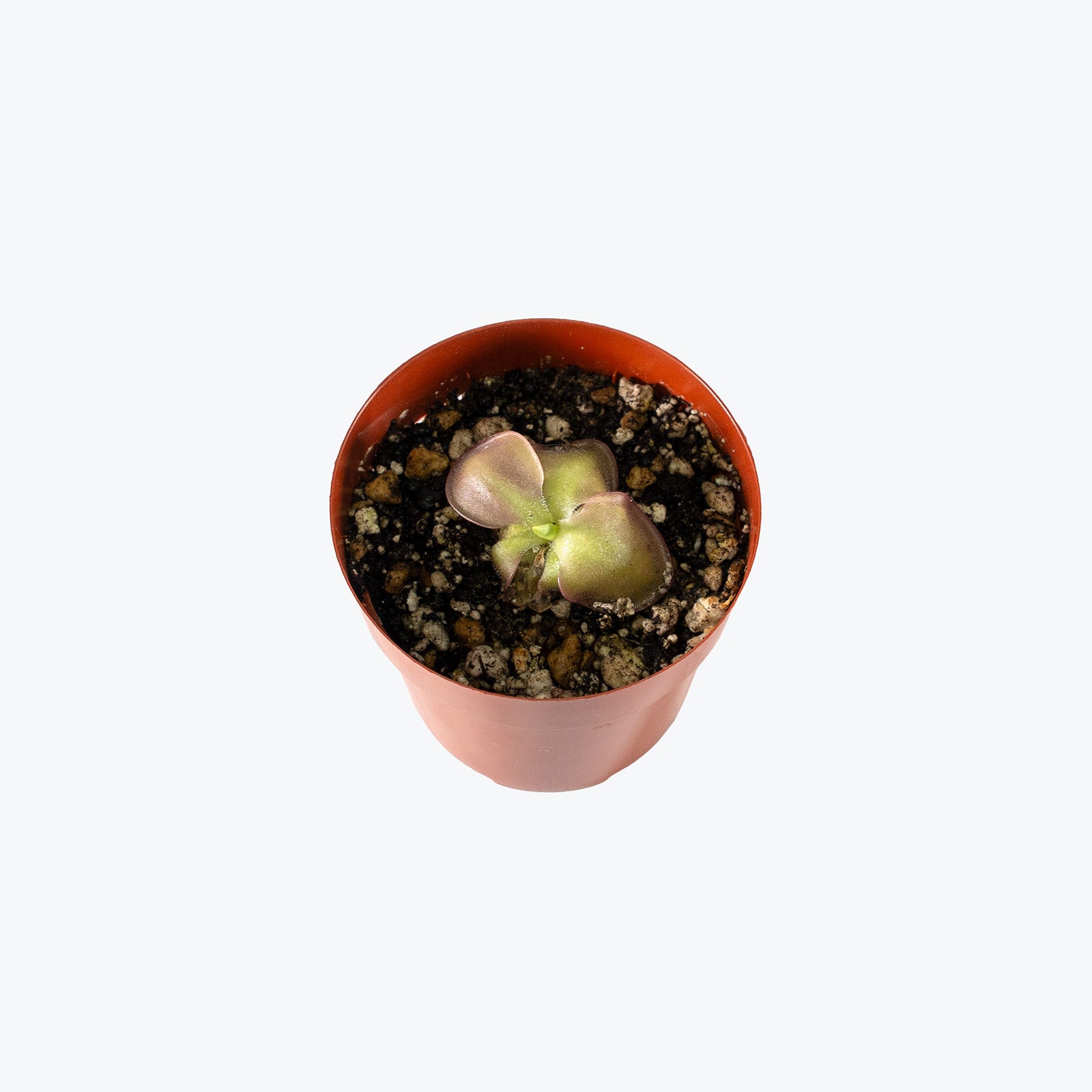 Pinguicula Ibarrae | Butterwort | Care Guide and Pro Tips - Delivery from Toronto across Canada - JOMO Studio