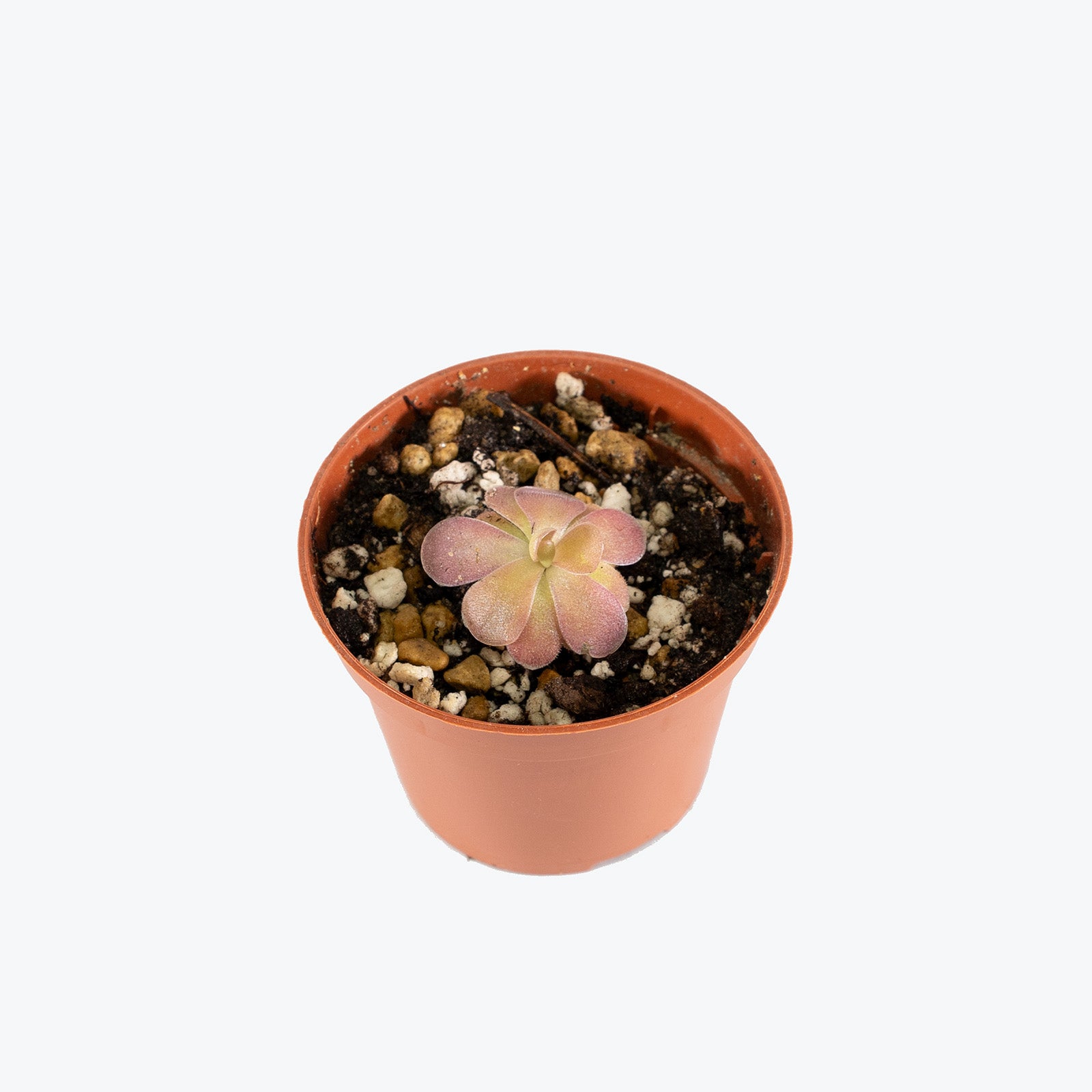 Pinguicula Johanna | Butterwort | Care Guide and Pro Tips - Delivery from Toronto across Canada - JOMO Studio