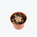 Pinguicula Johanna — 2.25" Pot (smaller than picture)