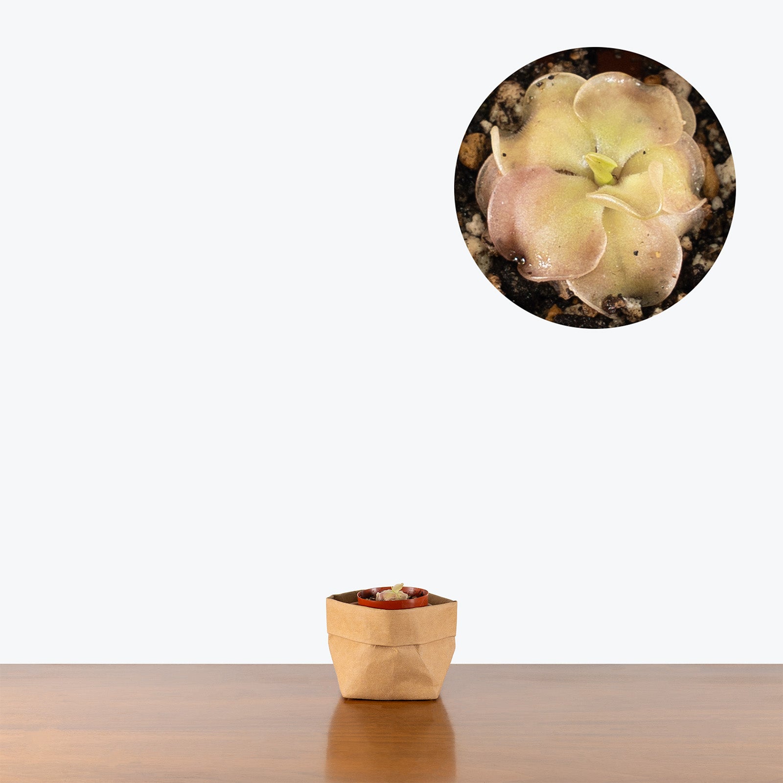 Pinguicula John Rizzi | Exotic Carnivorous Butterwort Plants for Delivery | Care Guide and Pro Tips