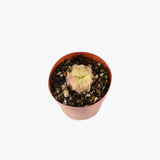 Pinguicula John Rizzi — 2.25" Pot