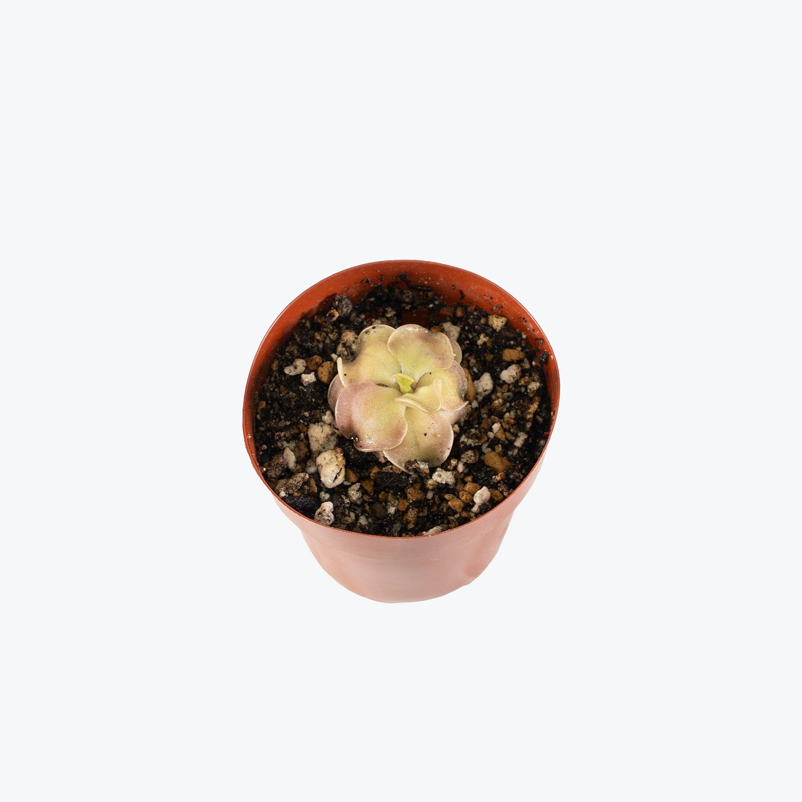 Pinguicula John Rizzi | Exotic Carnivorous Butterwort Plants for Delivery | Care Guide and Pro Tips