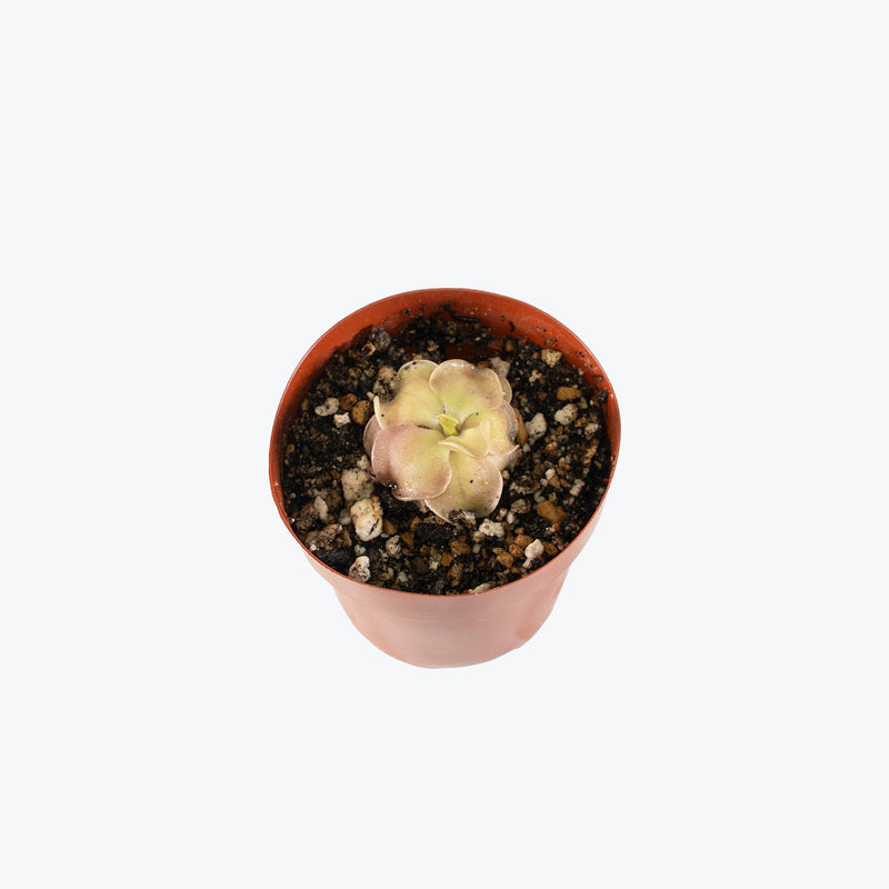 Pinguicula John Rizzi | Exotic Carnivorous Butterwort Plants for Delivery | Care Guide and Pro Tips