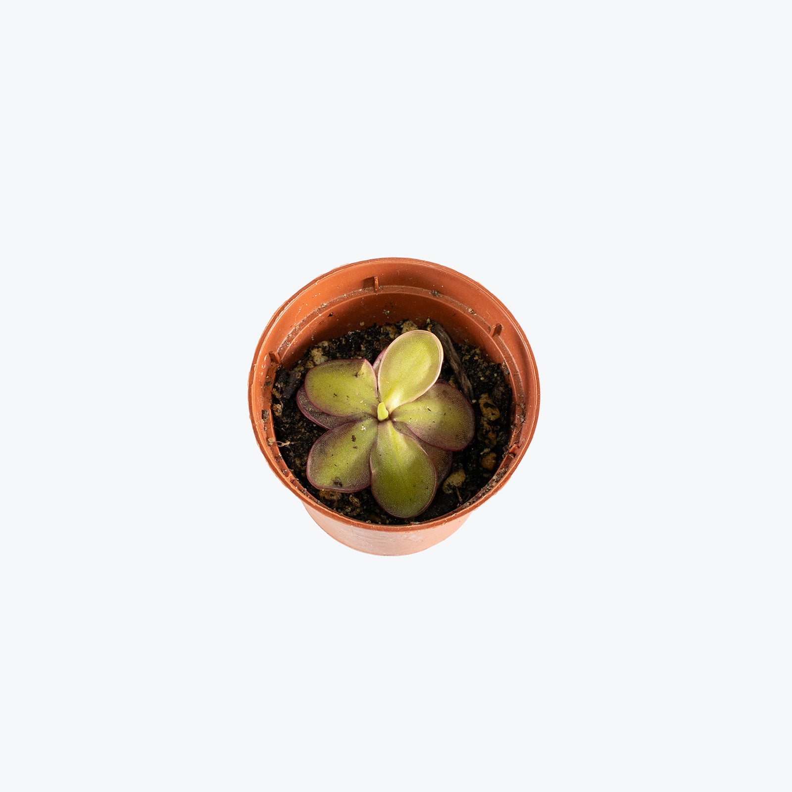 Pinguicula Laueana x Emarginata | Butterwort | Care Guide and Pro Tips - Delivery from Toronto across Canada - JOMO Studio