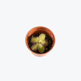 Pinguicula Laueana x Emarginata — 2.25" Pot