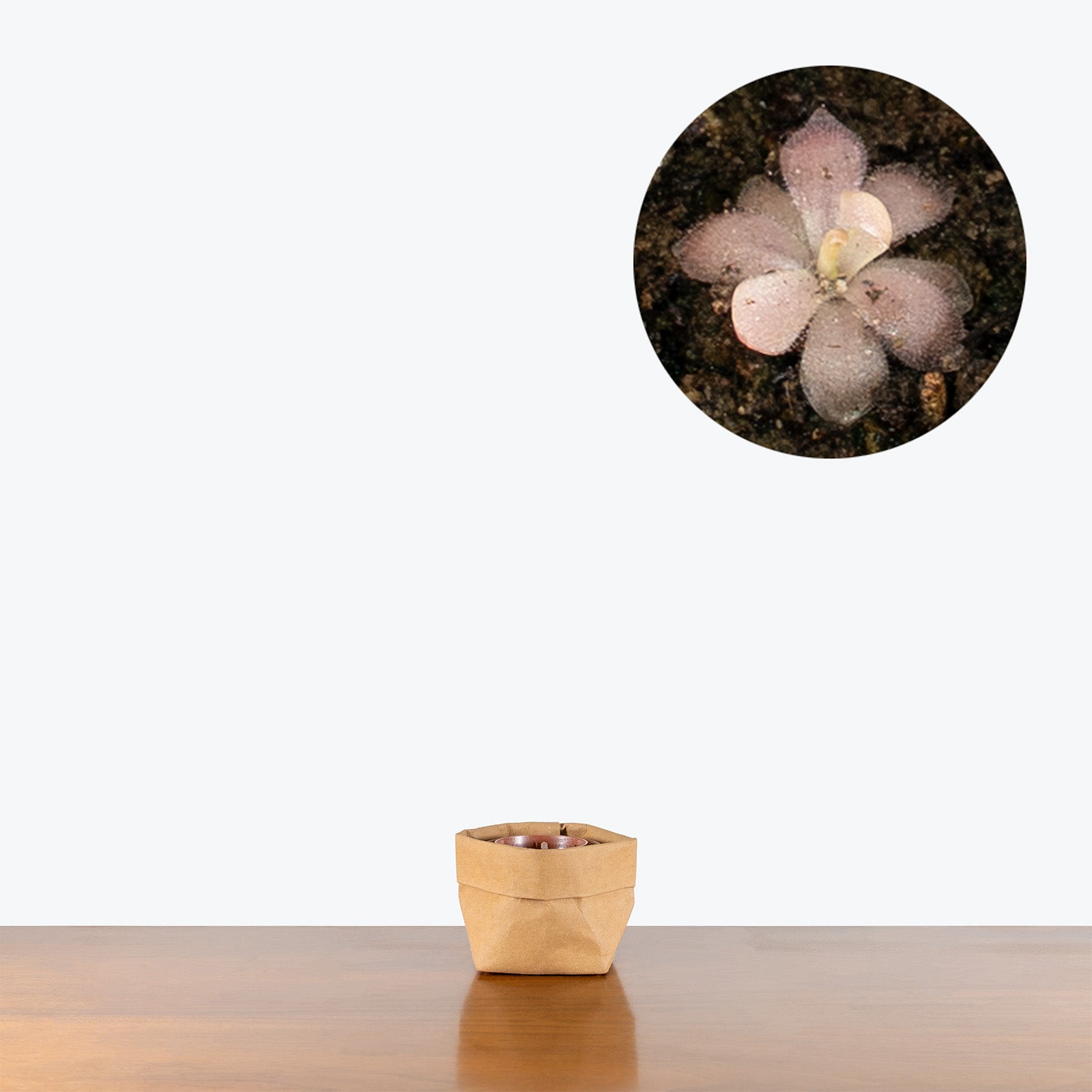 Pinguicula Marciano | Exotic Carnivorous Butterwort Plants for Delivery | Care Guide and Pro Tips