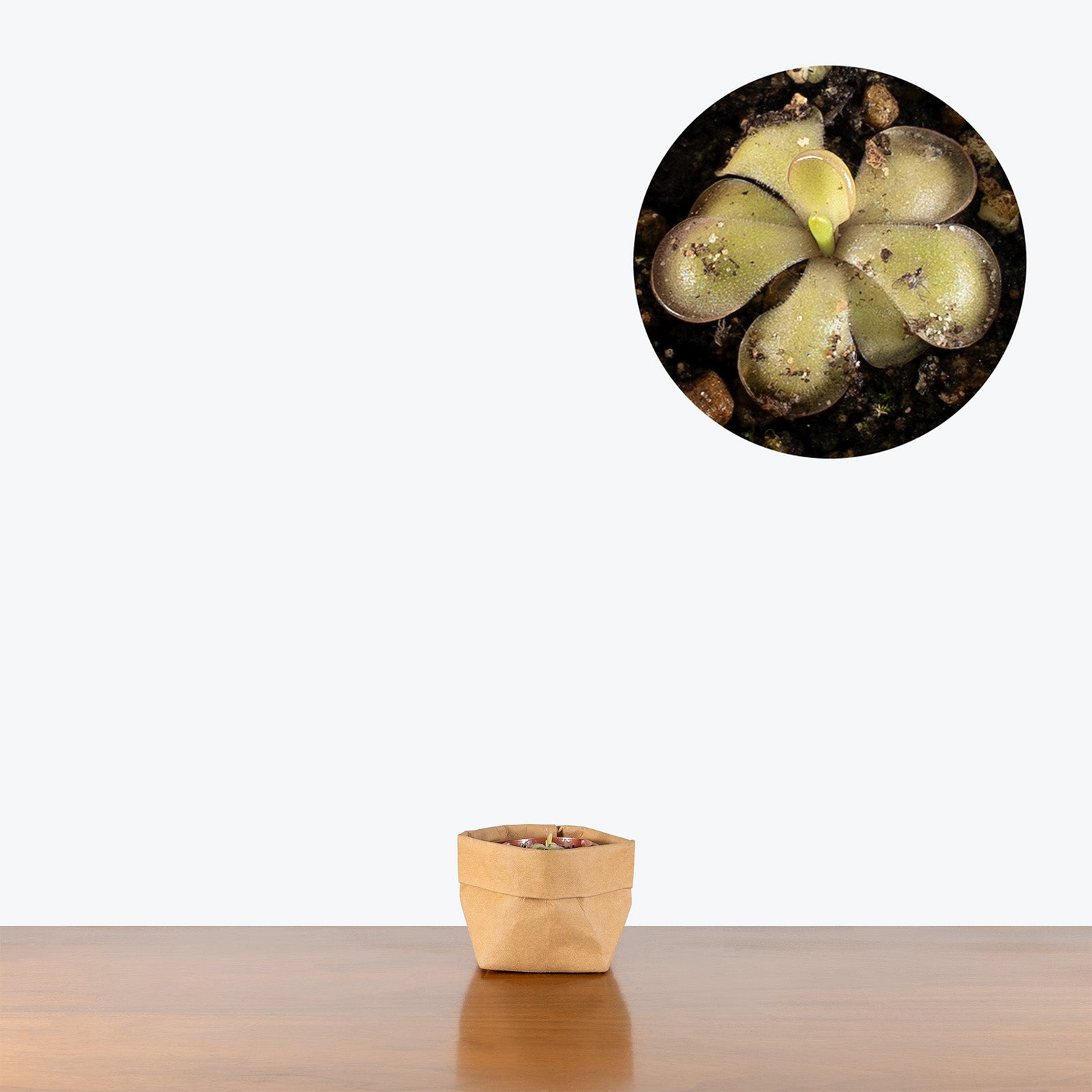 Pinguicula Mehitable | Exotic Carnivorous Butterwort Plants for Delivery | Care Guide and Pro Tips