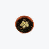 Pinguicula Mehitable — 2.25" Pot