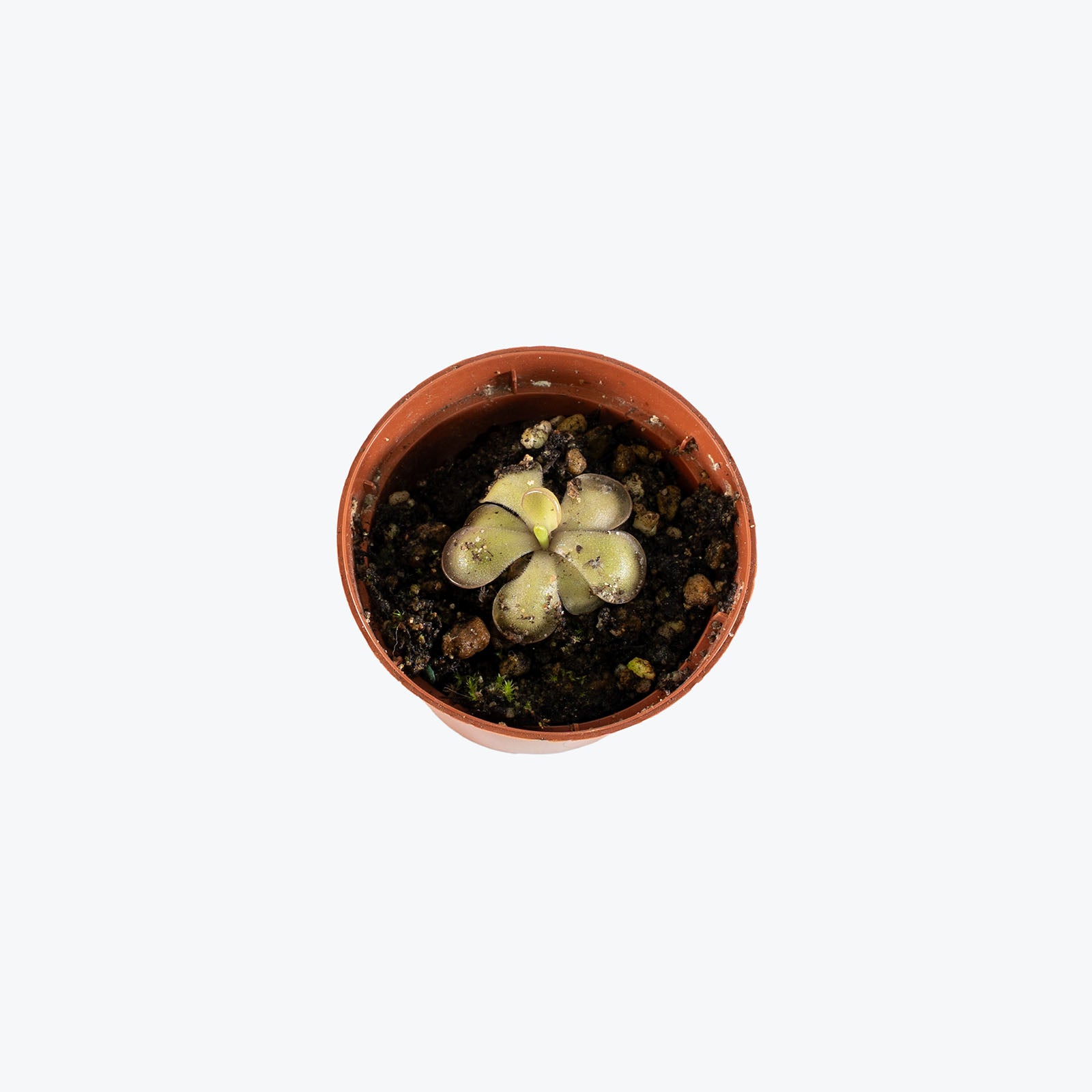 Pinguicula Mehitable | Exotic Carnivorous Butterwort Plants for Delivery | Care Guide and Pro Tips