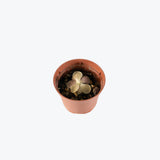 Pinguicula Moranensis Petite Feuille — 2.25" Pot