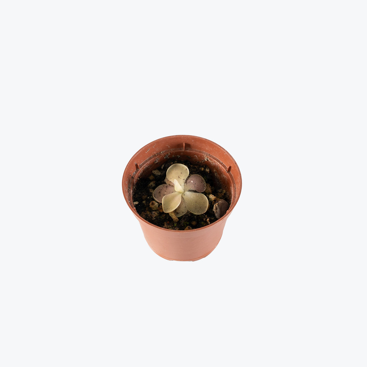 Pinguicula Moranensis Petite Feuille | Butterwort | Care Guide and Pro Tips - Delivery from Toronto across Canada - JOMO Studio