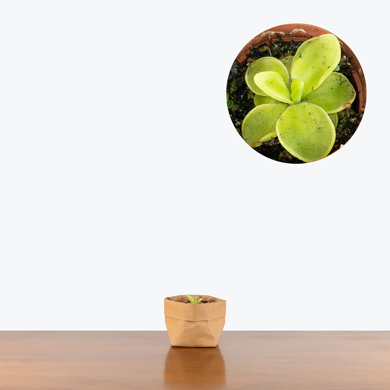 Pinguicula Moranensis Var. Caudata x Spec. Guatemala | Exotic Carnivorous Butterwort Plants for Delivery | Care Guide and Pro Tips