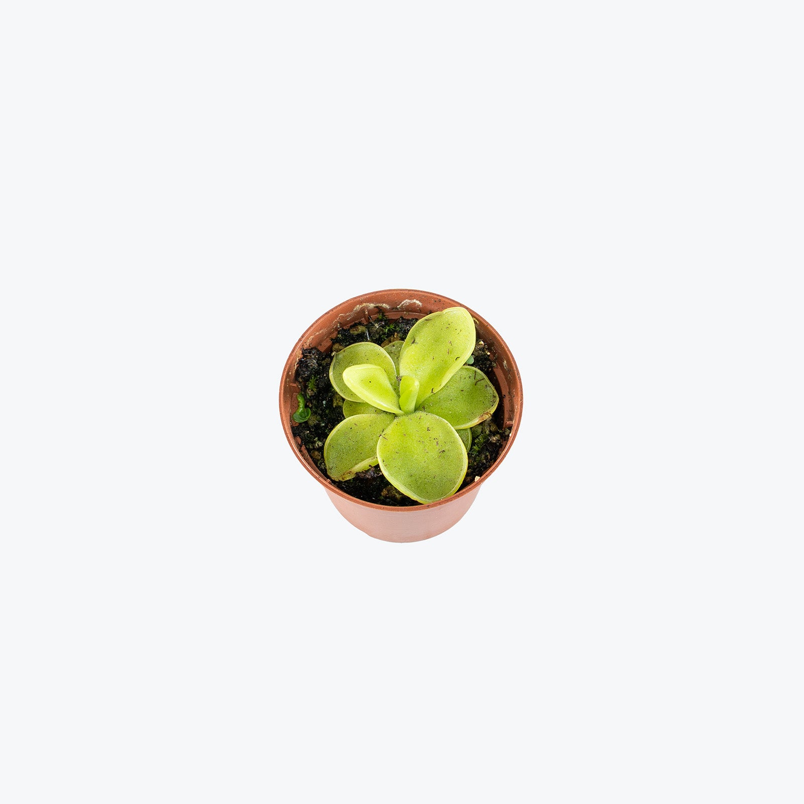 Pinguicula Moranensis Var. Caudata x Spec. Guatemala | Exotic Carnivorous Butterwort Plants for Delivery | Care Guide and Pro Tips