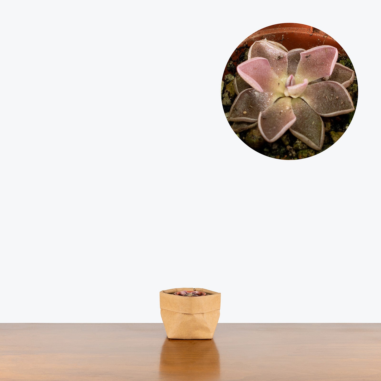 Pinguicula PE Formosa | Butterwort | Care Guide and Pro Tips - Delivery from Toronto across Canada - JOMO Studio