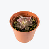 Pinguicula PE Formosa — 2.25" Pot (smaller than picture)