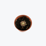 Pinguicula Pilosa — 2.25" Pot