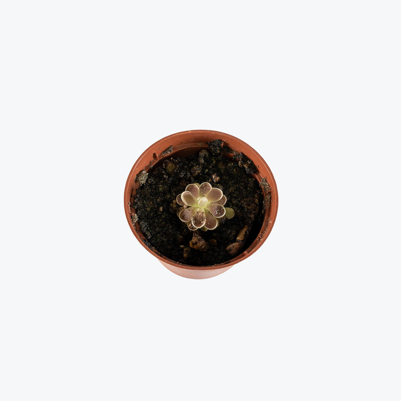 Pinguicula Pilosa | Exotic Carnivorous Butterwort Plants for Delivery | Care Guide and Pro Tips