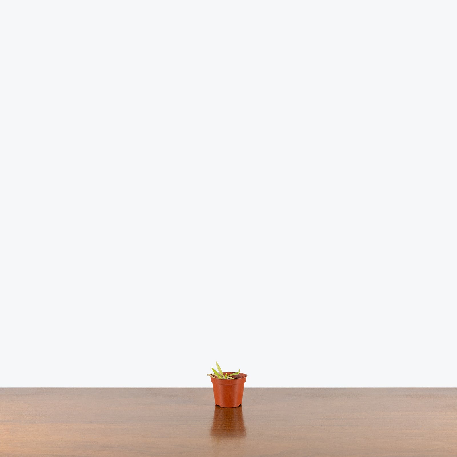 Pinguicula Pink Moon | Butterwort | Care Guide and Pro Tips - Delivery from Toronto across Canada - JOMO Studio