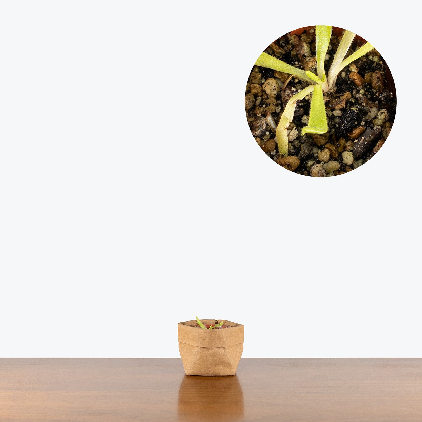 Pinguicula Pink Moon | Butterwort | Care Guide and Pro Tips - Delivery from Toronto across Canada - JOMO Studio