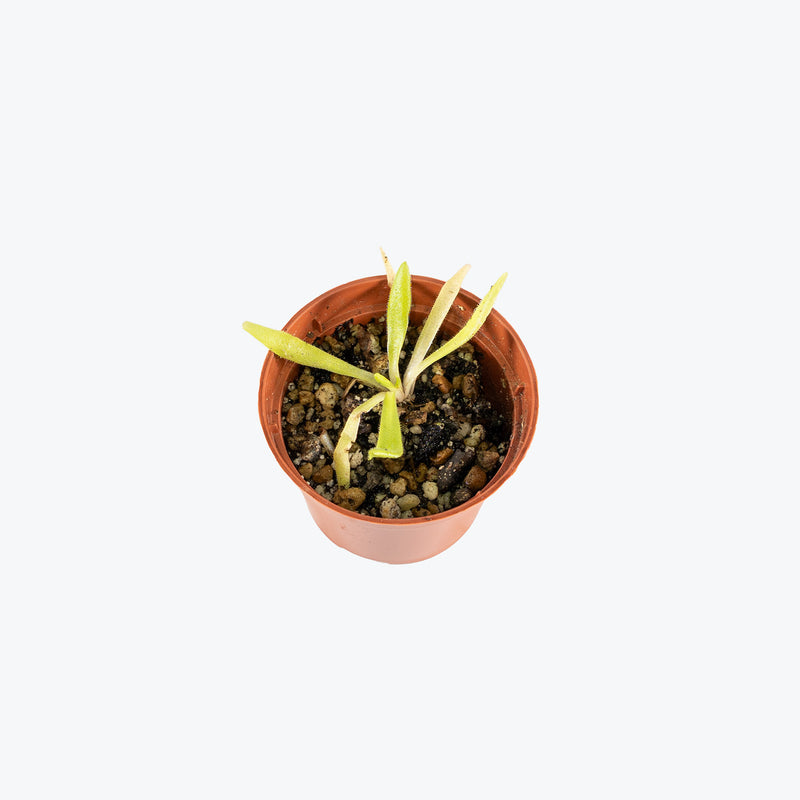 Pinguicula Pink Moon | Butterwort | Care Guide and Pro Tips - Delivery from Toronto across Canada - JOMO Studio