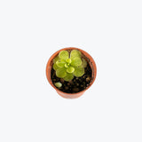 Pinguicula Razzberry Blonde — 2.25" Pot (smaller than picture)