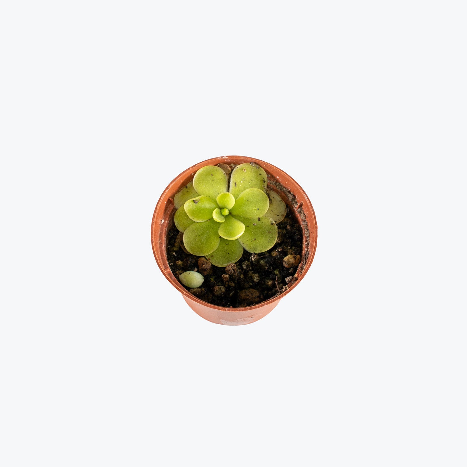 Pinguicula Razzberry Blonde | Butterwort | Care Guide and Pro Tips - Delivery from Toronto across Canada - JOMO Studio