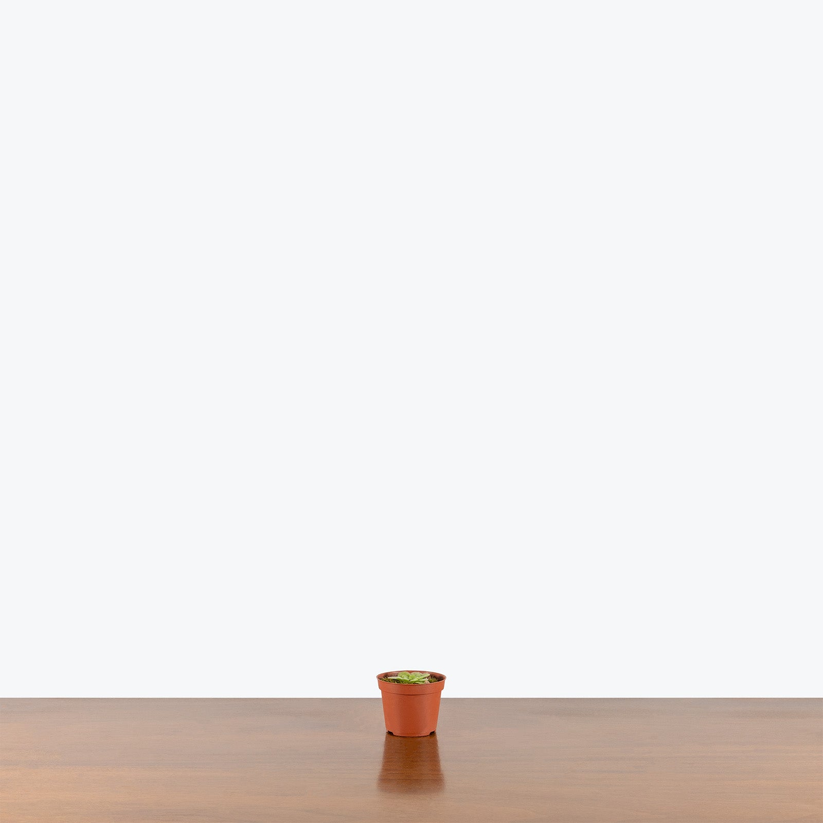 Pinguicula Rectifolia | Butterwort | Care Guide and Pro Tips - Delivery from Toronto across Canada - JOMO Studio