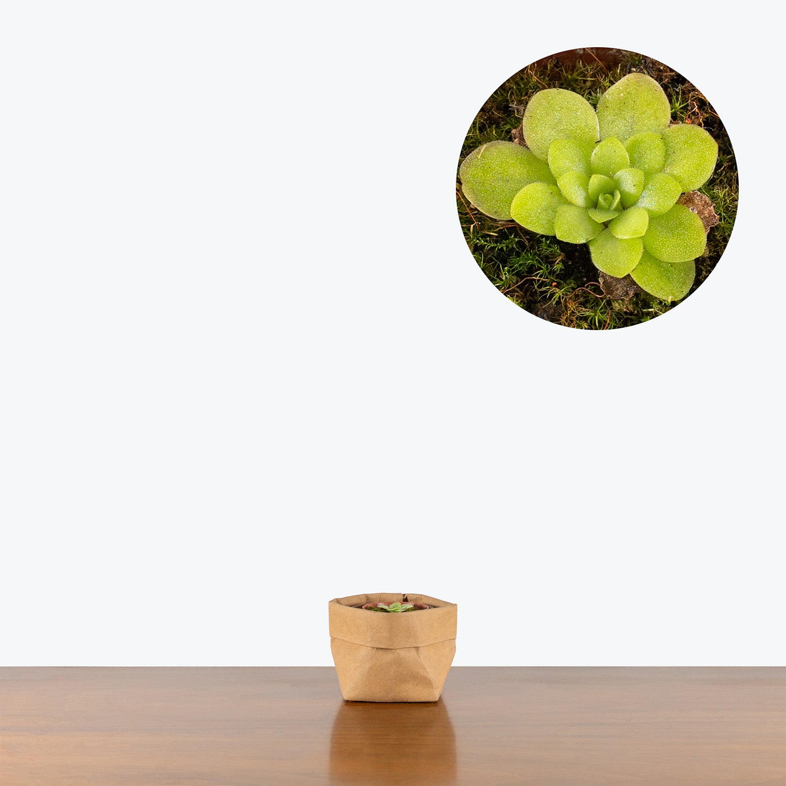 Pinguicula Rectifolia | Butterwort | Care Guide and Pro Tips - Delivery from Toronto across Canada - JOMO Studio