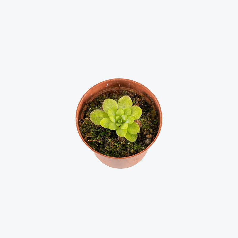 Pinguicula Rectifolia | Butterwort | Care Guide and Pro Tips - Delivery from Toronto across Canada - JOMO Studio