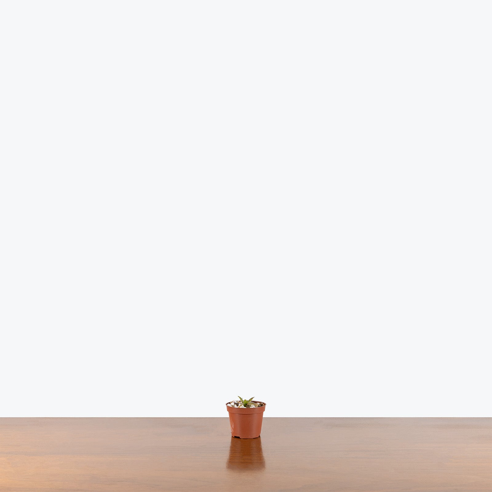 Pinguicula Red Starfish | Exotic Carnivorous Butterwort Plants for Delivery | Care Guide and Pro Tips
