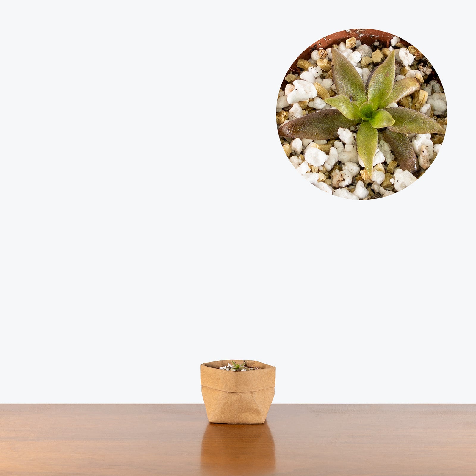 Pinguicula Red Starfish | Exotic Carnivorous Butterwort Plants for Delivery | Care Guide and Pro Tips