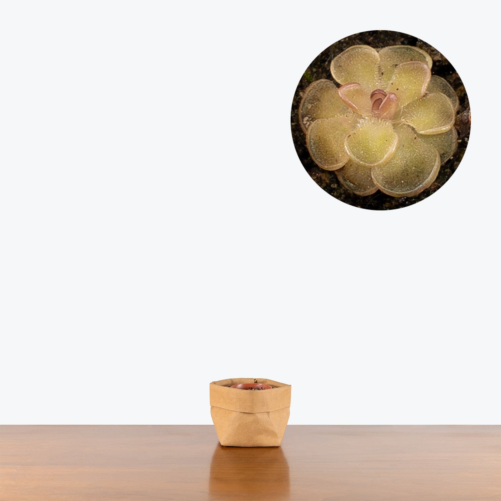 Pinguicula Rotundiflora x Gracilis | Exotic Carnivorous Butterwort Plants for Delivery | Care Guide and Pro Tips