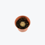 Pinguicula Rotundiflora x Gracilis — 2.25" Pot