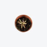 Pinguicula Rotundiflora x Moctezumae — 2.25" Pot