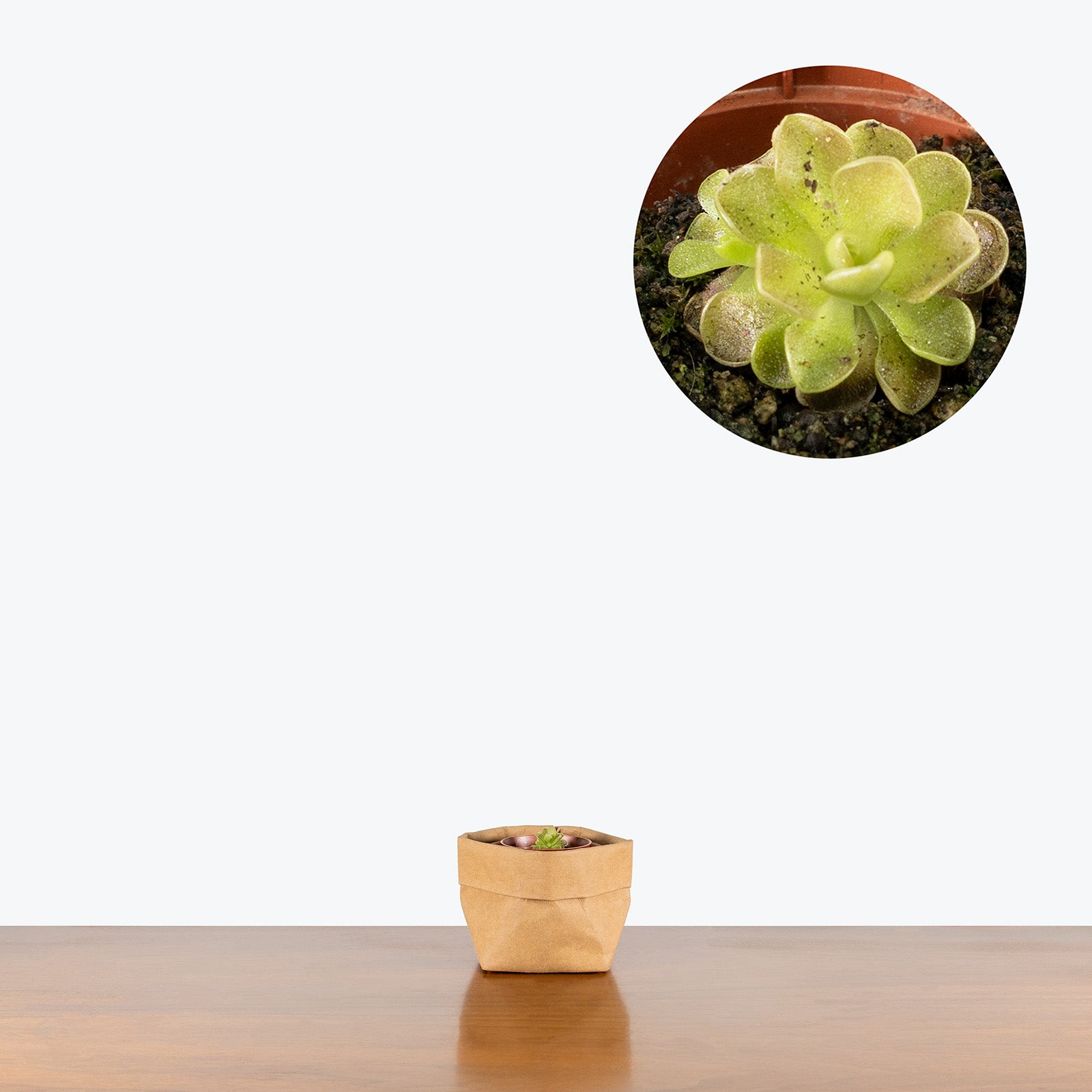 Pinguicula Sethos x Primuliflora | Butterwort | Care Guide and Pro Tips - Delivery from Toronto across Canada - JOMO Studio