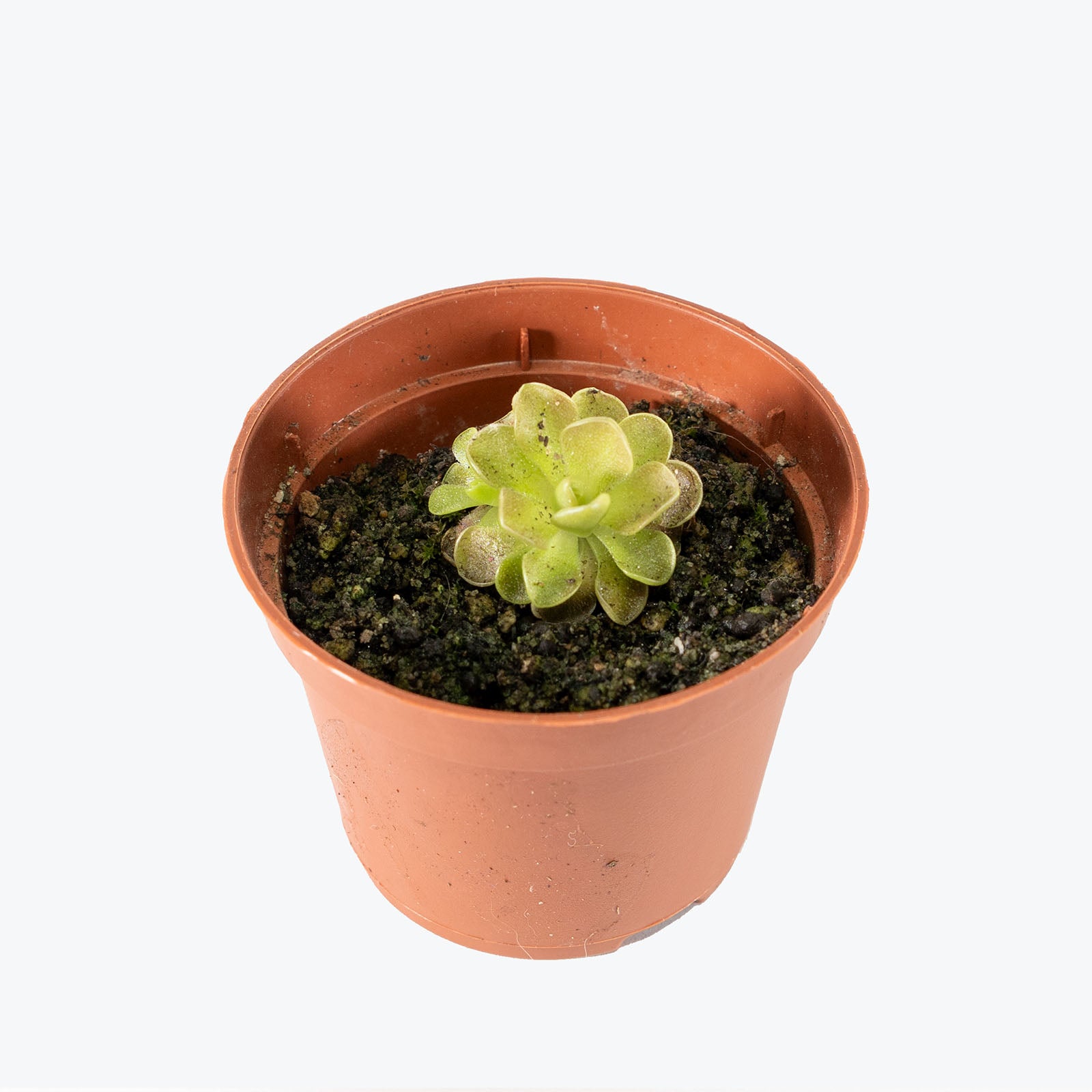 Pinguicula Sethos x Primuliflora | Butterwort | Care Guide and Pro Tips - Delivery from Toronto across Canada - JOMO Studio