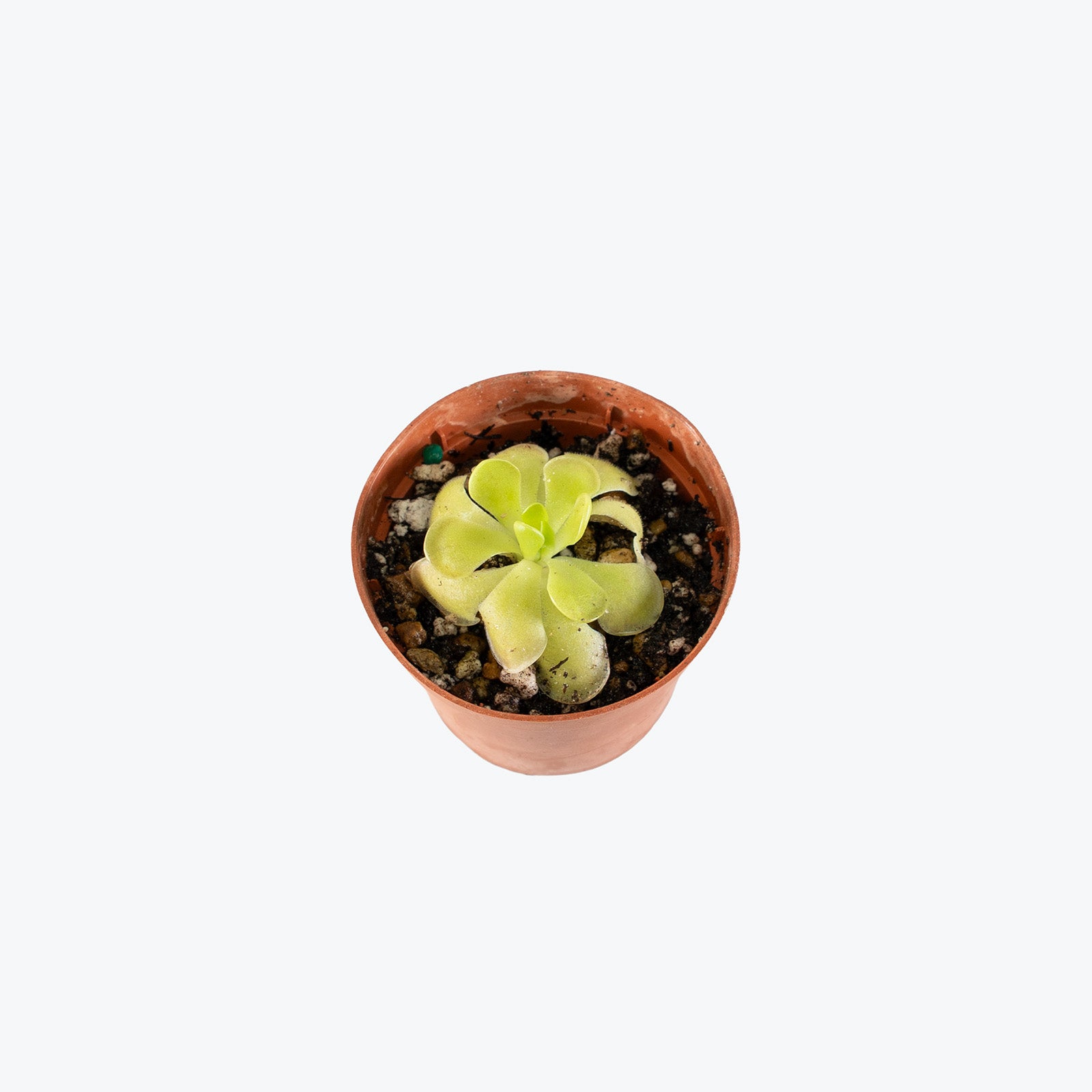 Pinguicula Tina | Exotic Carnivorous Butterwort Plants for Delivery | Care Guide and Pro Tips