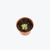 Pinguicula Weser — 2.25" Pot