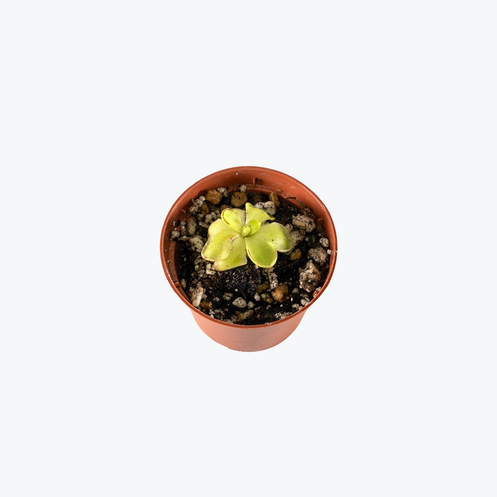 Pinguicula Zecheri | Butterwort | Care Guide and Pro Tips - Delivery from Toronto across Canada - JOMO Studio