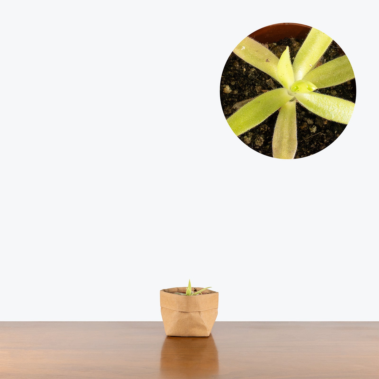 Pinguicula (Heterophylla x Medusina) x Gigantea White Flower | Butterwort | Care Guide and Pro Tips - Delivery from Toronto across Canada - JOMO Studio