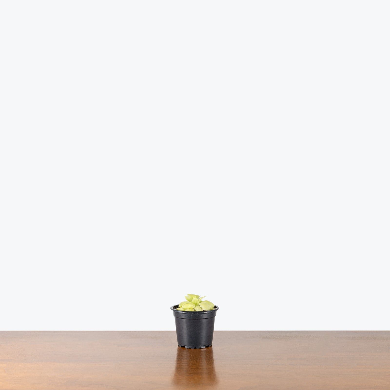 Pinguicula Moranensis | Butterwort | Care Guide and Pro Tips - Delivery from Toronto across Canada - JOMO Studio