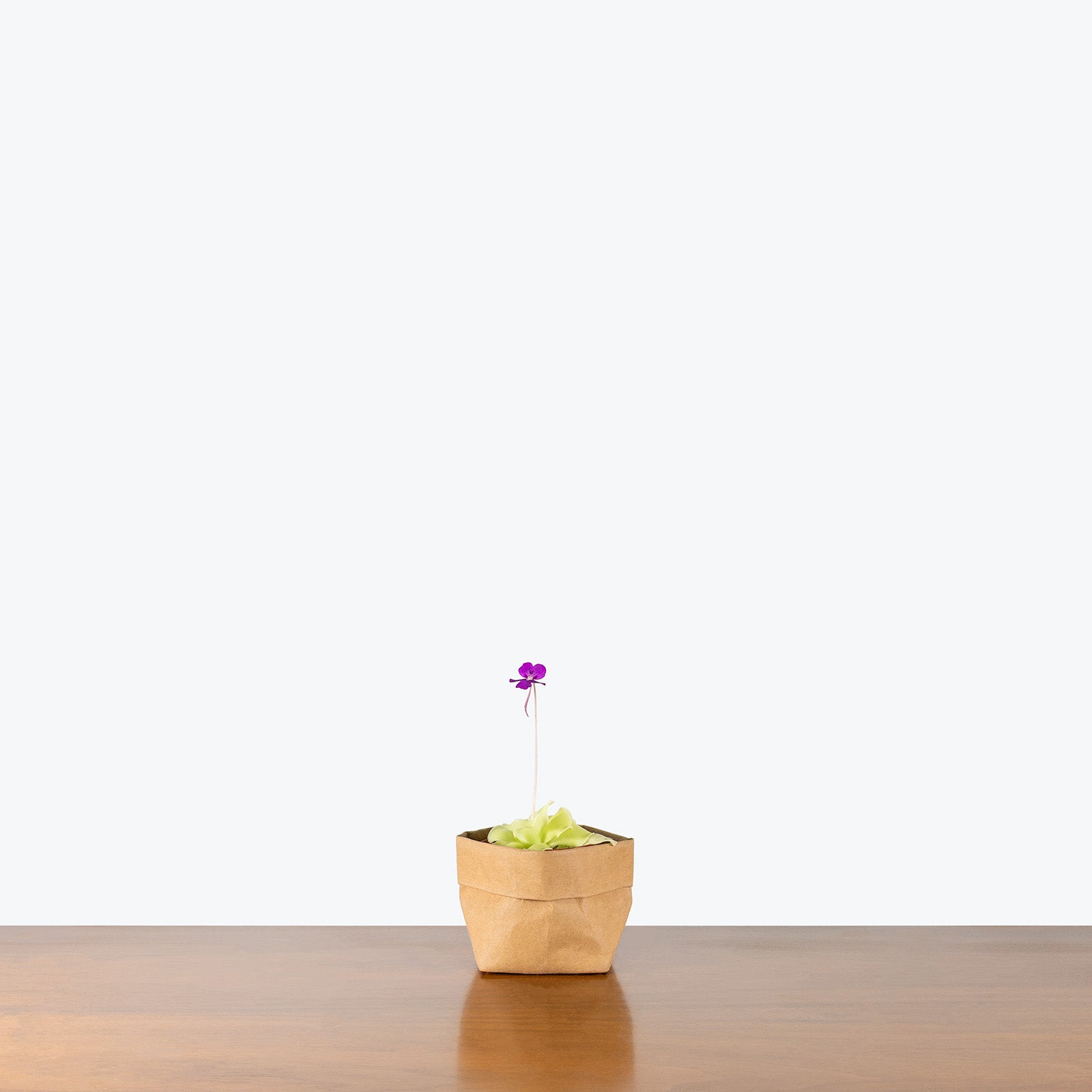 Pinguicula Moranensis | Butterwort | Care Guide and Pro Tips - Delivery from Toronto across Canada - JOMO Studio
